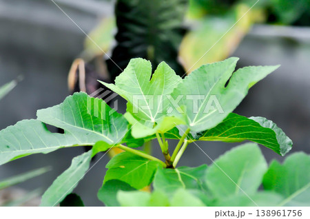 Ficus carica, fig or common fig plant or fig plant Ficus carica, fig or common fig plant or fig plant 138961756