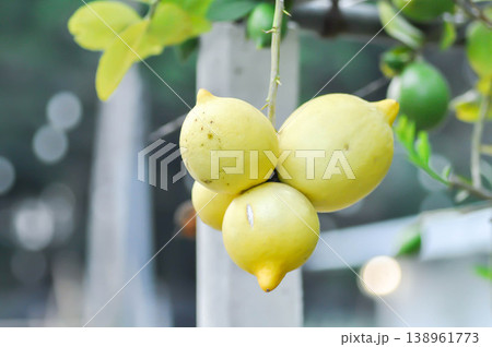 lemon tree or lemon plant or Citrus limon or Citrus x limonum Risso or Citrus x limonia Osbeck or RUTACEAE , lemon fruit lemon tree or lemon plant or Citrus limon or Citrus x limonum Risso or Citrus x limonia Osbeck or RUTACEAE , lemon fruit 138961773