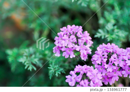 Verbena rigida or Garden verbena, Quartz Blue or Verbena or Verbena bonariensis or Verbena hybrida Groenl and Rumpler or verbenaceae or purple flower 138961777