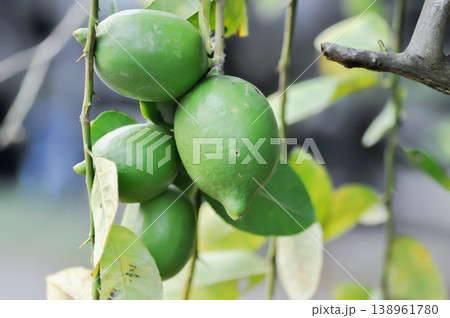 lemon tree or lemon plant or Citrus limon or Citrus x limonum Risso or Citrus x limonia Osbeck or RUTACEAE , lemon fruit lemon tree or lemon plant or Citrus limon or Citrus x limonum Risso or Citrus x limonia Osbeck or RUTACEAE , lemon fruit 138961780