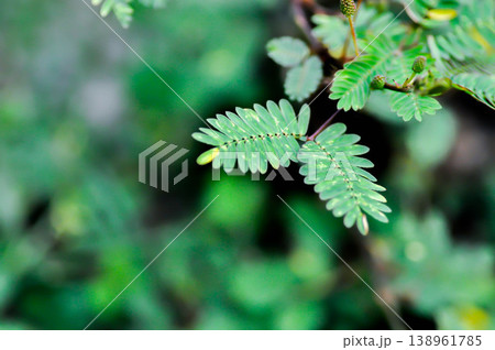 Sensitive plant , Shameplant or Sleeping grass or Mimosa hispidula Kunth or Mimosa pudica L or weed or bicolor Sensitive plant Sensitive plant , Shameplant or Sleeping grass or Mimosa hispidula Kunth or Mimosa pudica L or weed or bicolor Sensitive plant 138961785