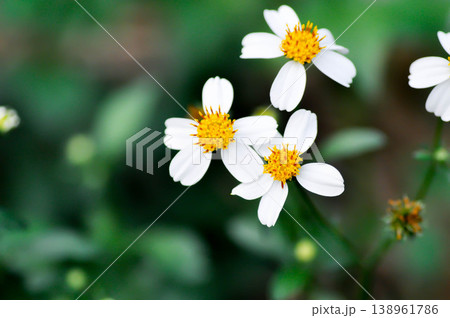 Bidens alba , Butterfly needles or Common beggarticks or Hairy beggarticks or Romerillo or Shepherds needles or Spanish needles or weed 138961786