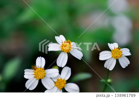 Bidens alba , Butterfly needles or Common beggarticks or Hairy beggarticks or Romerillo or Shepherds needles or Spanish needles or weed 138961789