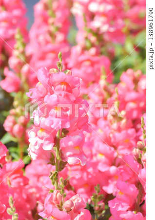 Antirrhinum majus Early Potomac Pink, Potomac Pink Snapdragon or Pink Snapdragon or Antirrhinum majus or Plantaginaceae or Snapdragon or pink flower 138961790