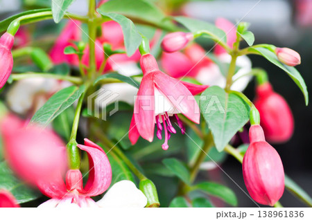 fuchsia, Fuchsia hybrid or Fuchsia Magellanica or Hybrid fuchsia or Ladys Eardrops or  Onagraceae or red and white flower 138961836