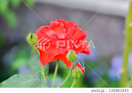 briosa rose , red rose or Garden roses , zaide rose or William Christie Rose or Mary Rose or Rosa damascena Mill or Rose or Damask rose or Rosaceae or red flower briosa rose , red rose or Garden roses , zaide rose or William Christie Rose or Mary Rose or Rosa damascena Mill or Rose or Damask rose or Rosaceae or red flower 138961843