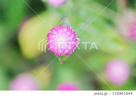 Amaranthaceae, Bachelors button or Globe Amaranthus or Gomphrena globosa L or pink flower Amaranthaceae, Bachelors button or Globe Amaranthus or Gomphrena globosa L or pink flower 138961844