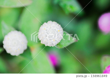 Amaranthaceae, Bachelors button or Globe Amaranthus or Gomphrena globosa L or white flower 138961849