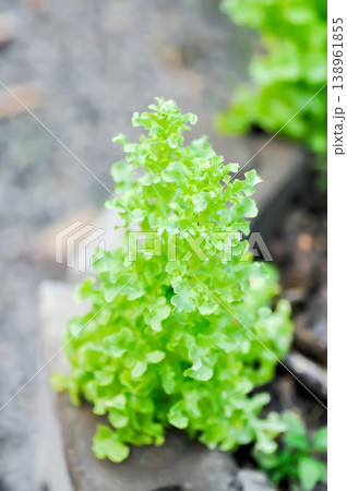 lettuce plant or green oak lettuce in the flower bed or green coral lettuce lettuce plant or green oak lettuce in the flower bed or green coral lettuce 138961855