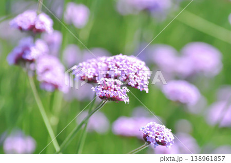Verbena bonariensis , Verbena or Vervain or Verbenaceae or Verbena officinalis or purple flower Verbena bonariensis , Verbena or Vervain or Verbenaceae or Verbena officinalis or purple flower 138961857
