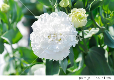 Eustoma grandiflorum Raf Shinners or Eustoma russellianum Hook G Don or GENTIANACEAE or lisianthus or Prairie Gentian or white flower Eustoma grandiflorum Raf Shinners or Eustoma russellianum Hook G Don or GENTIANACEAE or lisianthus or Prairie Gentian or white flower 138961860