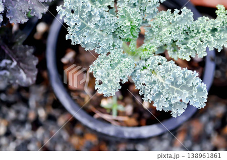 Kale , Brassicaceae or Brassica Oleracea plant or vegetable 138961861