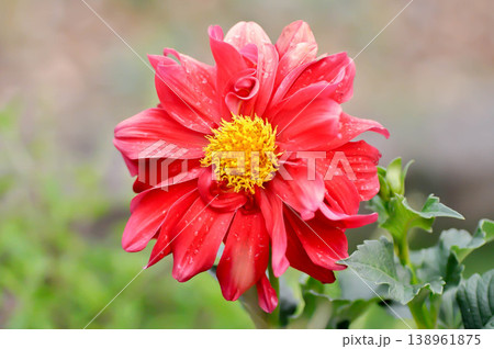 dahlia rosea or garden Dahlia or red dahlia or Dahlia pinnata Cav or Dahlia or ASTERACEAE or red flower 138961875