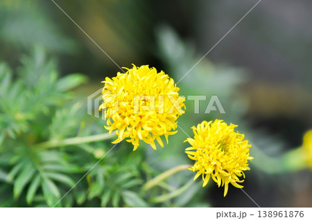 marigold or calendula flower , Tagetes erecta L or Compositae or African Marigold or yellow flower 138961876