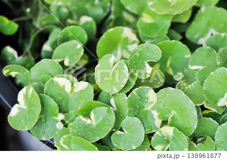 Variegated Pennywort, Centella asiatica or Apiaceae or Umbelliferae or Variegated Asiatic Pennywort or Gotu Kola or Variegated plant or bicolor plant 138961877