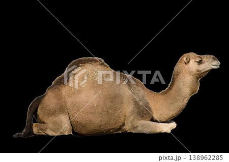 Dromedary camel sitting isolated on transparent background. Arabian camel profile, desert animal and wildlife concept. 138962285