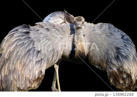 Greater rhea bird with spread wings isolated on transparent background. American ostrich portrait, large flightless bird wildlife concept. Greater rhea bird with spread wings isolated on transparent background. American ostrich portrait, large flightless bird wildlife concept. 138962288