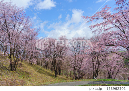 北海道 深山峠の桜並木 青空と広がる春の風景 138962301