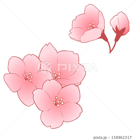 桜の花 桜の花 138962317