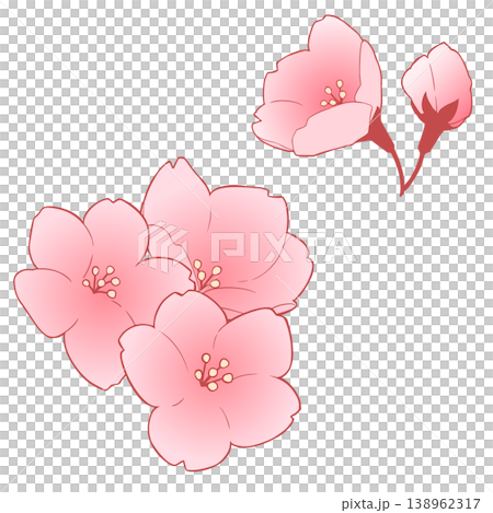 桜の花 桜の花 138962317