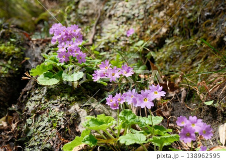 岩場に自生するイワザクラの群生　春の山に咲く可憐なピンク色の野生の花 138962595