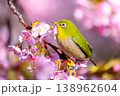 静岡県沼津市井田　ピンクが鮮やかな早咲きの河津桜とメジロ 138962604