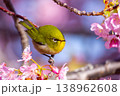 静岡県沼津市井田　ピンクが鮮やかな早咲きの河津桜とメジロ 138962608