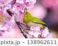 静岡県沼津市井田　ピンクが鮮やかな早咲きの河津桜とメジロ 138962611