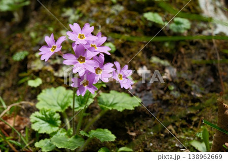 岩場に咲くイワザクラ 一株に密集して咲く野生の花束のような可憐な情景 岩場に咲くイワザクラ 一株に密集して咲く野生の花束のような可憐な情景 138962669