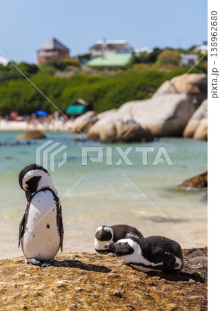 Penguins on ocean shore in South Africa Penguins on ocean shore in South Africa 138962680