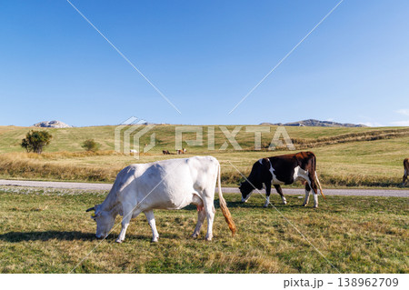 Cow grazing in mountain pasture with herd in background Cow grazing in mountain pasture with herd in background 138962709