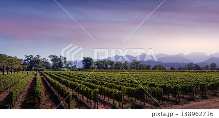 Vineyard rows with mountains and sunset sky Vineyard rows with mountains and sunset sky 138962716