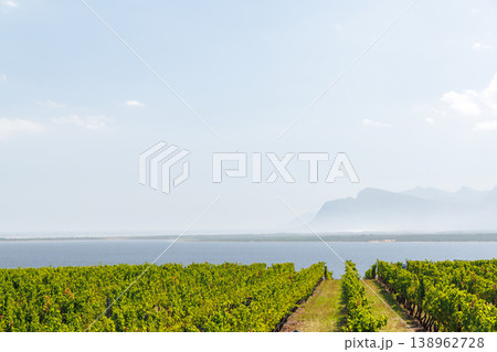 Sunlit vineyard rows in South Africa 138962728