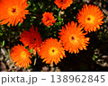 オレンジ色のマツバギク（ハマミズナ科）ナデシコ目 138962845