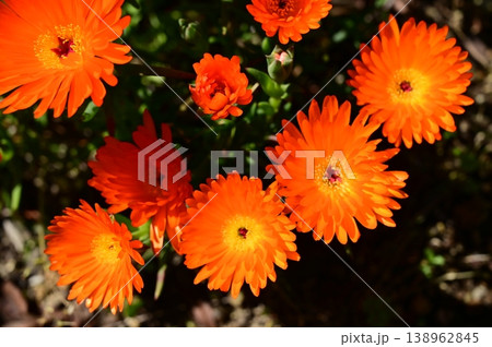オレンジ色のマツバギク（ハマミズナ科）ナデシコ目 138962845