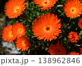 オレンジ色のマツバギク（ハマミズナ科）ナデシコ目 138962846