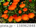 オレンジ色のマツバギク（ハマミズナ科）ナデシコ目 138962848