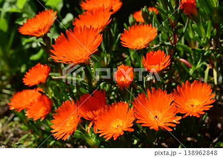 オレンジ色のマツバギク（ハマミズナ科）ナデシコ目 138962848
