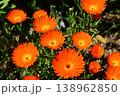 オレンジ色のマツバギク（ハマミズナ科）ナデシコ目 138962850