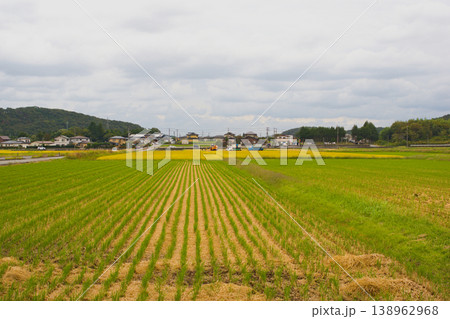 日本の秋の稲刈り風景 138962968