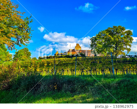 View of a medieval castle on a hill behind a sunlit vineyard View of a medieval castle on a hill behind a sunlit vineyard 138962975
