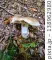 Close-up of a wild mushroom growing on the forest floor among fallen leaves. 138962980