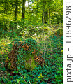 Close-up of wild brown mushrooms and green ivy growing on an old mossy tree stump in the forest. 138962981