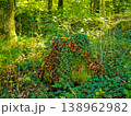 Close-up of wild brown mushrooms and green ivy growing on an old mossy tree stump in the forest. 138962982