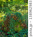 Close-up of wild brown mushrooms and green ivy growing on an old mossy tree stump in the forest. 138962983
