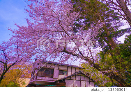 満開の桜樹 満開の桜樹 138963014