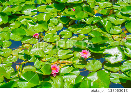 ピンクの蓮の花 138963018