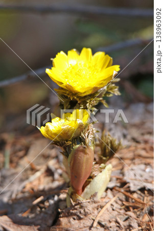 北海道の春告げ花　フクジュソウ　福寿草 138963092
