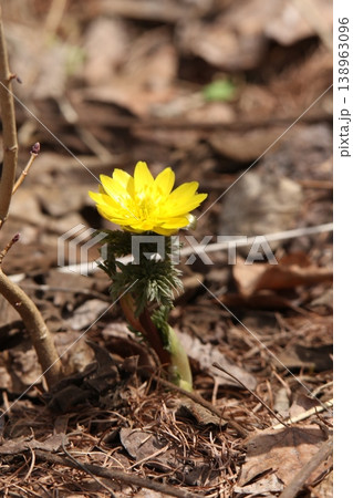 北海道の春告げ花　フクジュソウ　福寿草 138963096