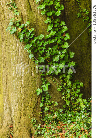 Old tree trunk with green ivy 138963376